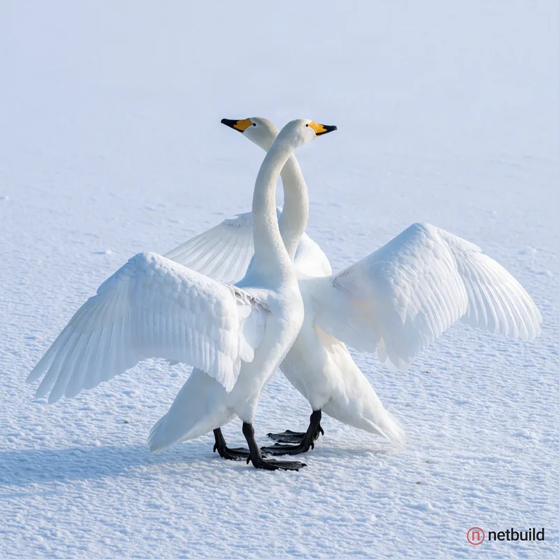 Sharp wildlife photography of two white swans with yellow and black bills in a dynamic display on a snowy surface, their necks gracefully crossed in a...